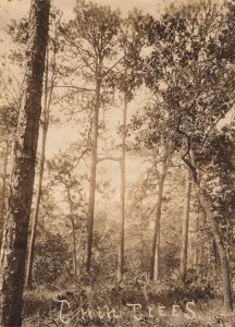 Two pine trees joined together by a branch.
